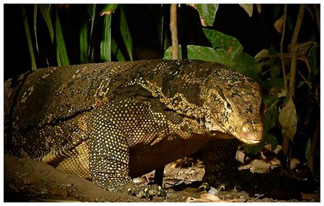 varanus salvator bivittatus.